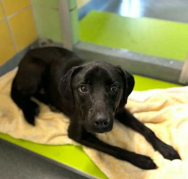 Photo of Tree Topper