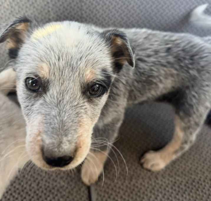 Photo of SPONSOR OR FOSTER ME - Rocket