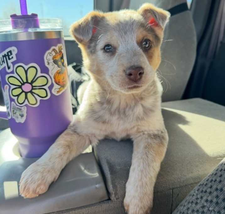 Photo of SPONSOR OR FOSTER ME - Sundae