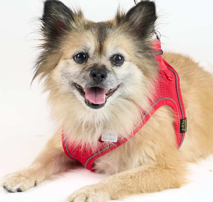 Photo of French Onion 13616