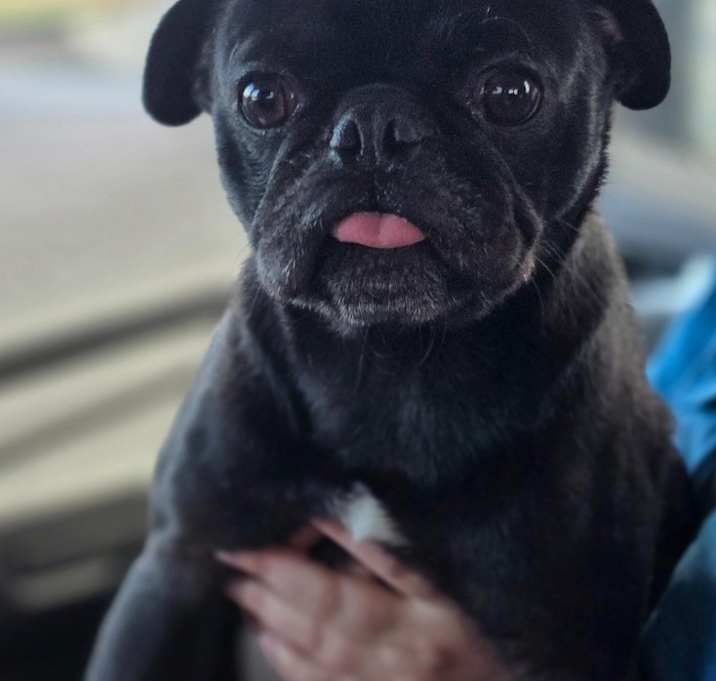Photo of Pugly