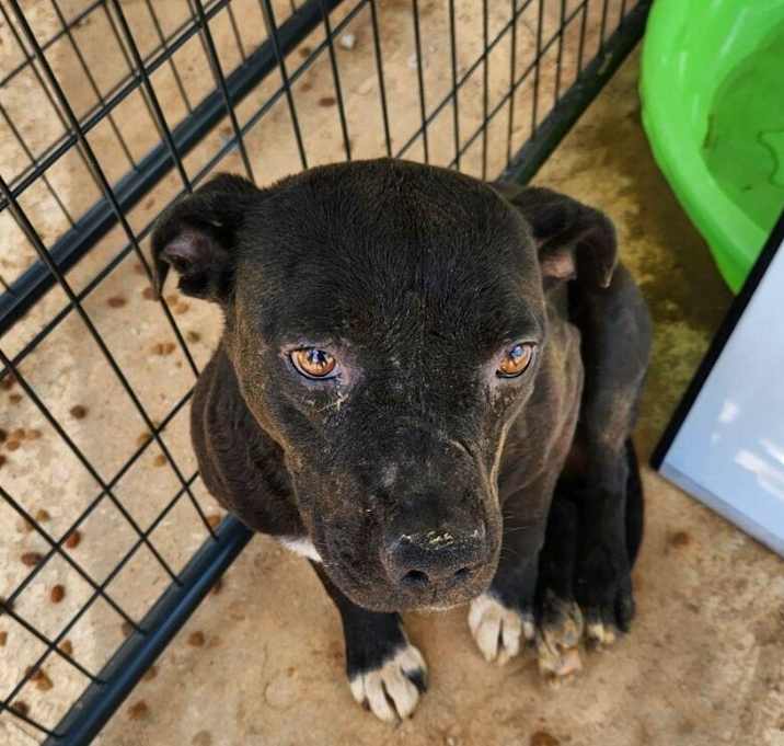 Photo of 052455 - Ruby