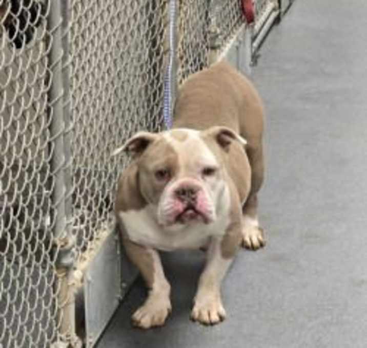 Photo of DA 18 Delilah