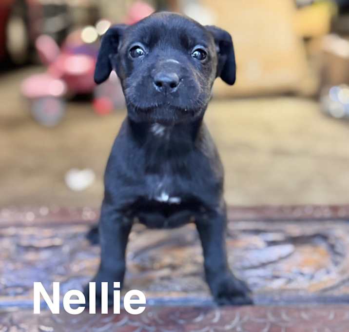 Photo of Nellie meet me 1/10