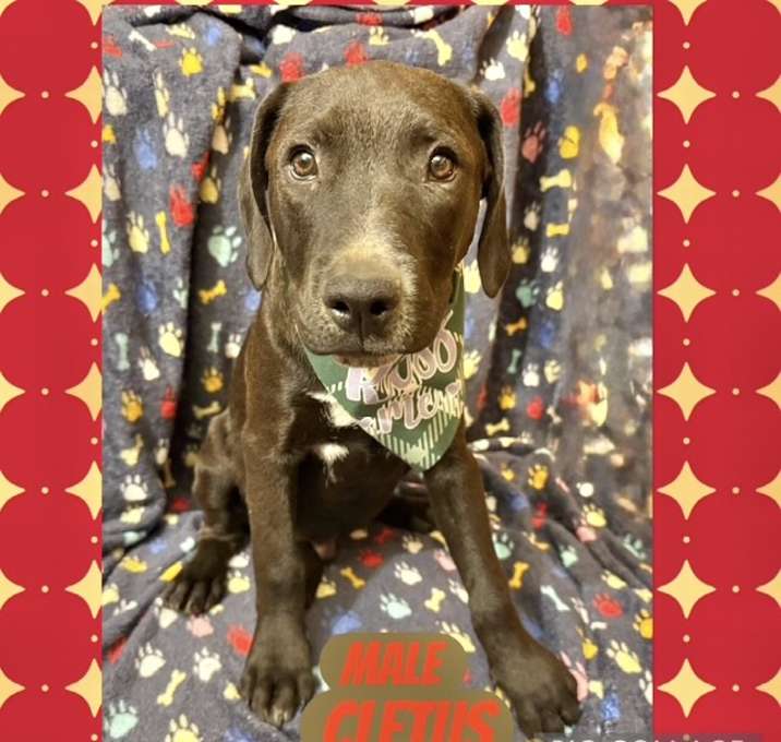 Photo of Cletus in CT