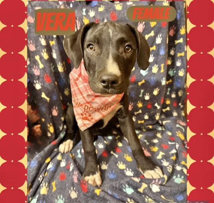 Photo of Vera meet me 12/20