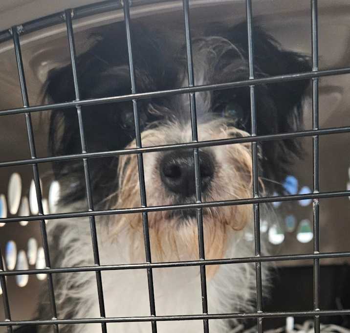 Photo of Mr. Williard