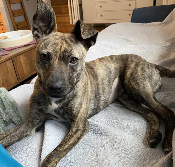 Photo of Pip-Squeak - IN FOSTER