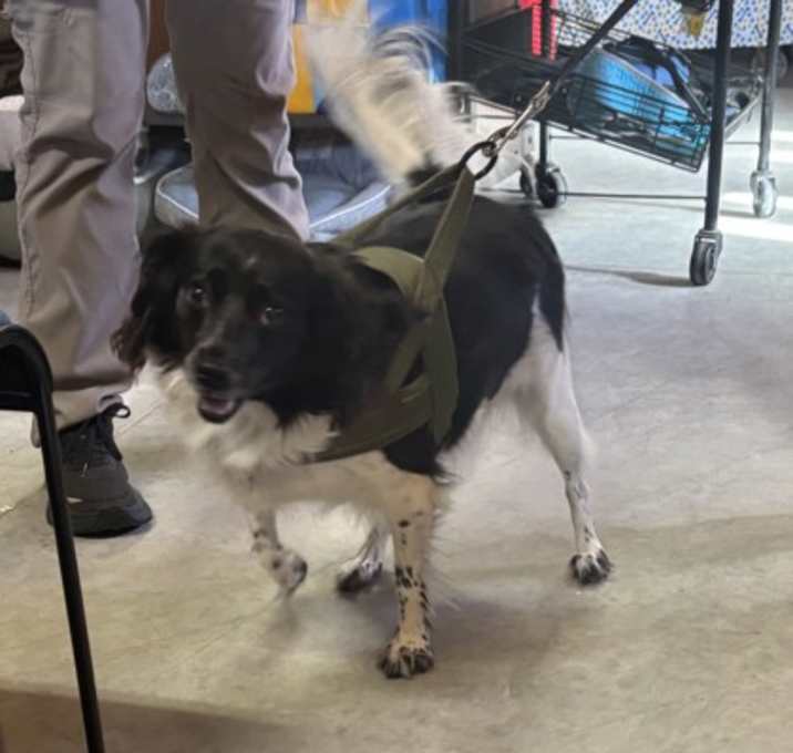 Photo of Tina (Cocoa)