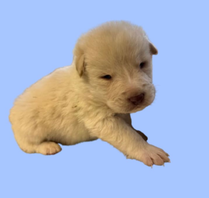 Photo of TUSC-Stray-82899