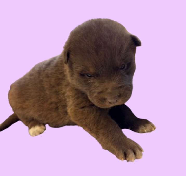 Photo of TUSC-Stray-82899_2_3