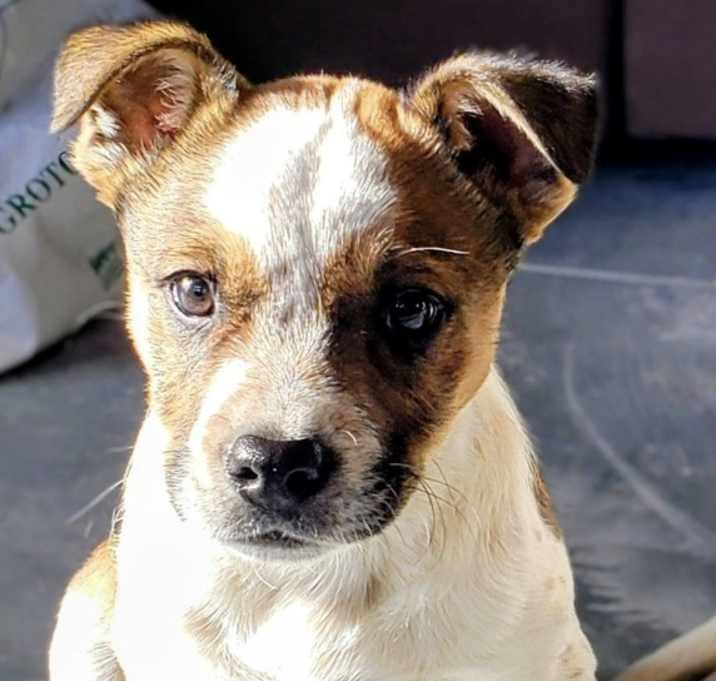 Photo of Frankie Foha Local