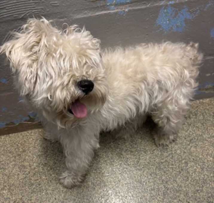 Photo of Blake (Blast) (Cocoa)