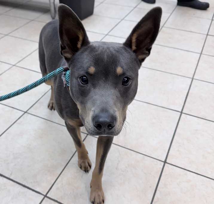 Photo of Chance/Rabbit 