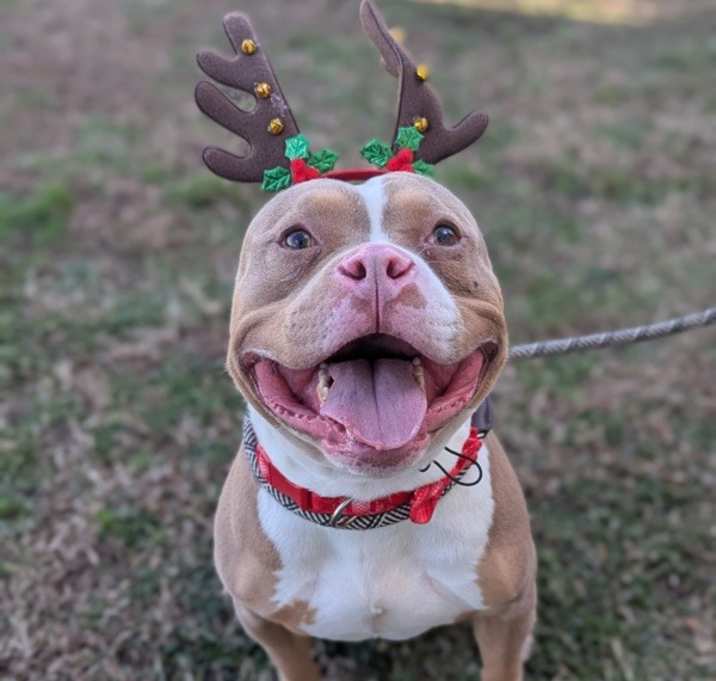 Photo of Red Nose Reindeer