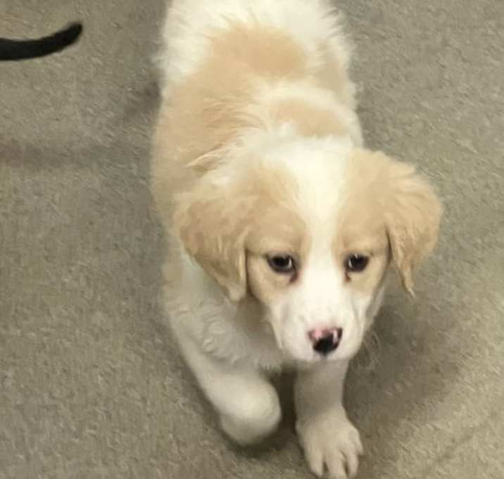 Photo of Nova 2 months Ava 12/18