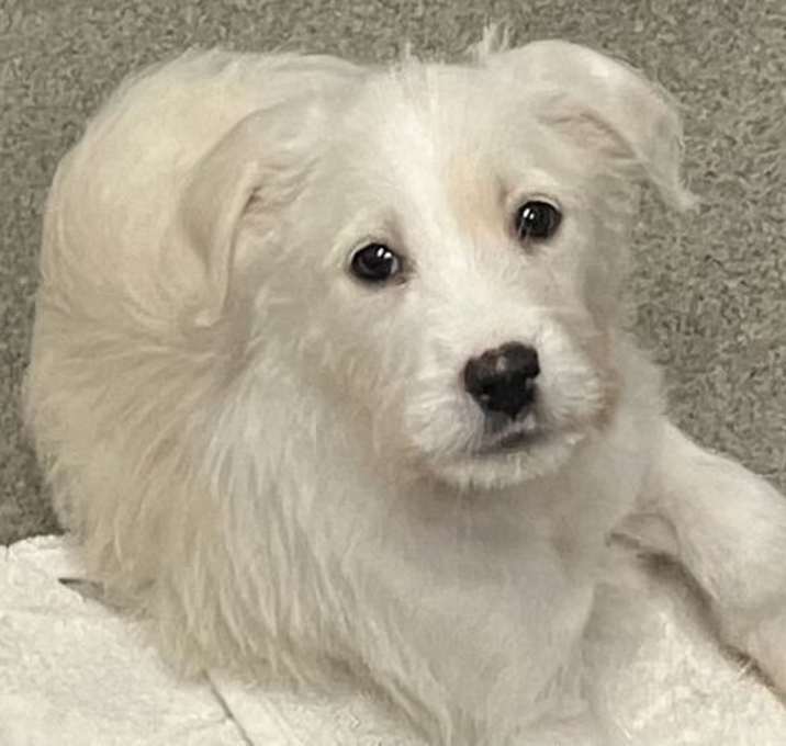 Photo of Haven 2 months Ava 12/18