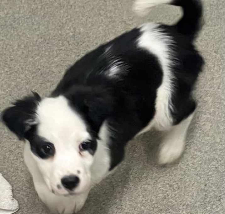 Photo of Delilah 2 months Ava 12/18