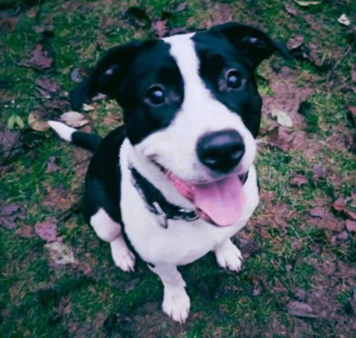 Photo of Cranberry Cobbler *