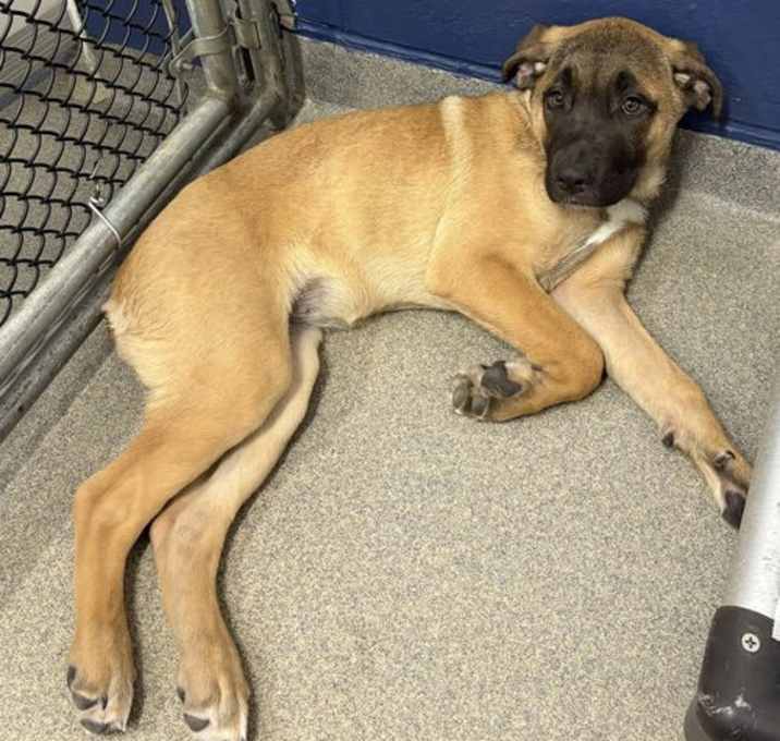 Photo of Marley 3 months Avail-12/18