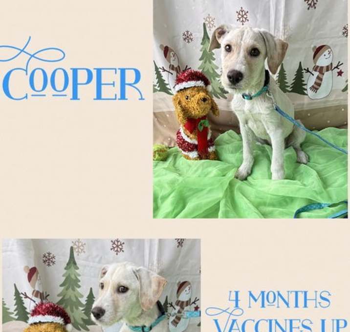 Photo of Cooper