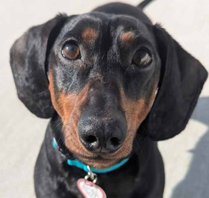 Photo of Bandit in TN