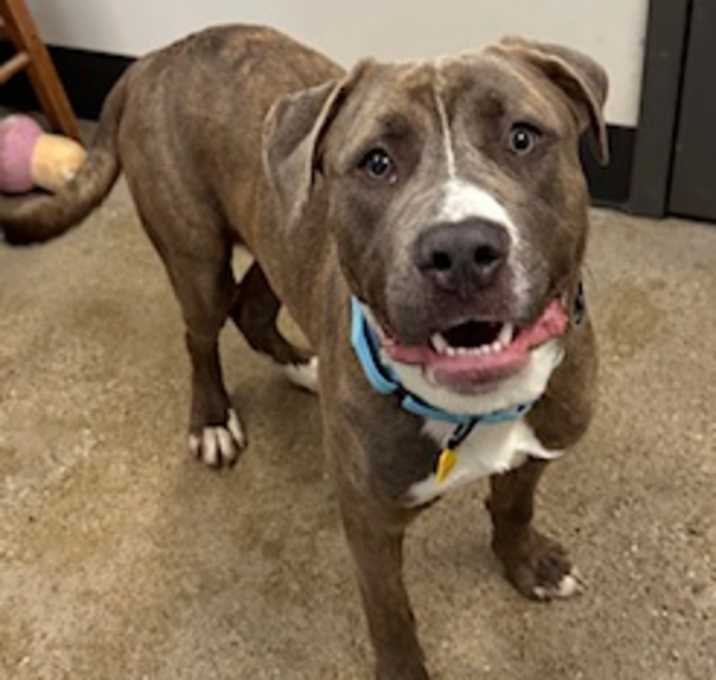 Photo of Toffee VII 25