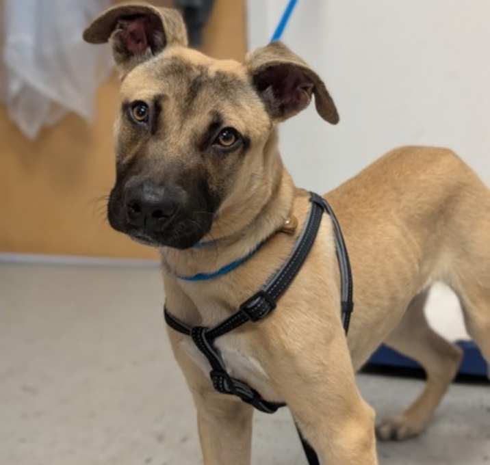 Photo of NO WL Stray Hwy 200 12/17