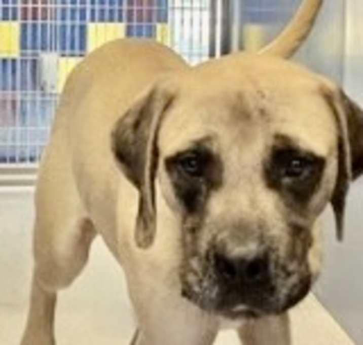 Photo of Pretty Boy H7