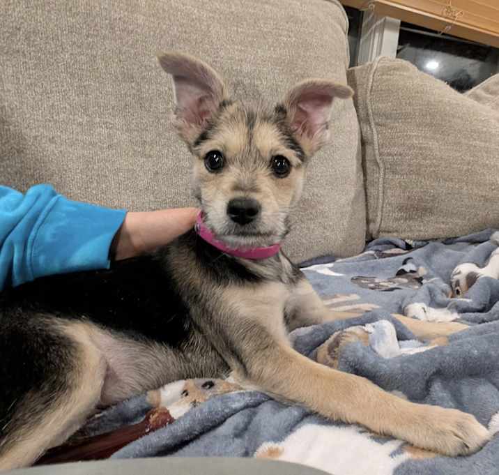 Photo of Fancy in CT