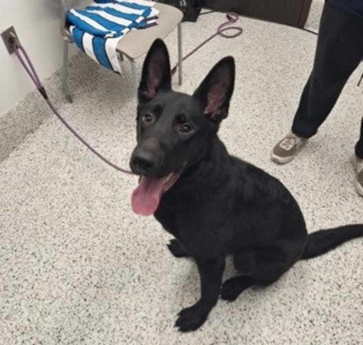 Photo of Matteo-ADOPTED