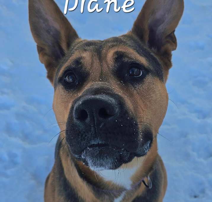 Photo of Diane-SPONSORED FEE!