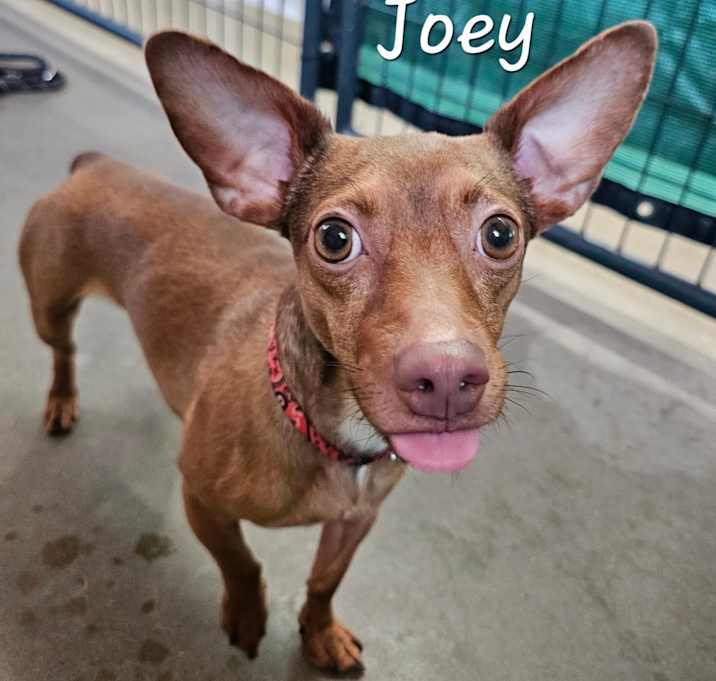 Photo of Joey