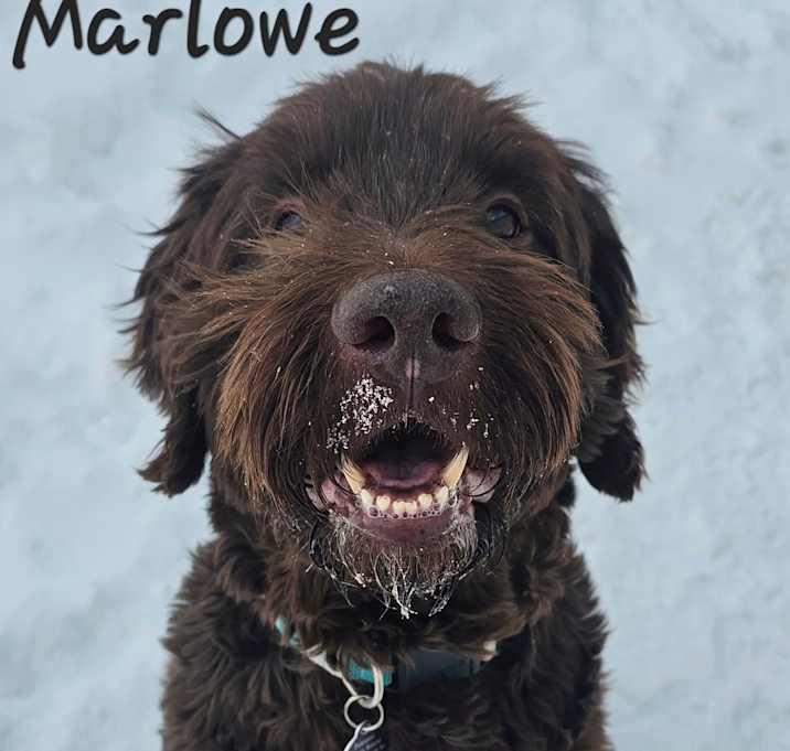 Photo of Marlowe