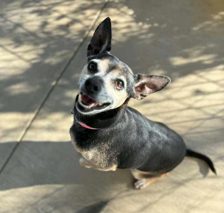 Photo of Father Christmas