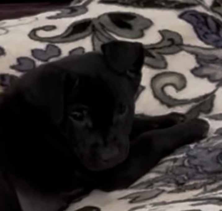 Photo of Habibi A2244086