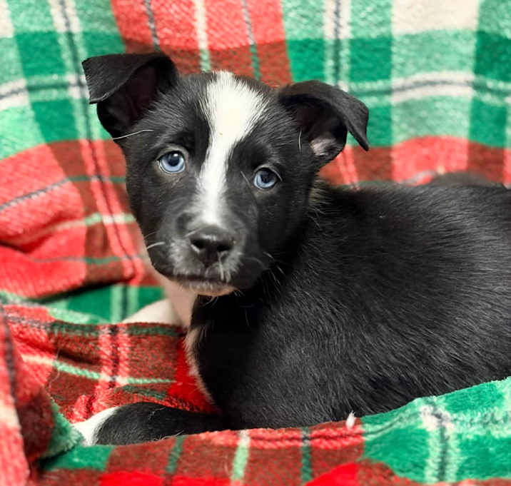 Photo of Yule Newstart