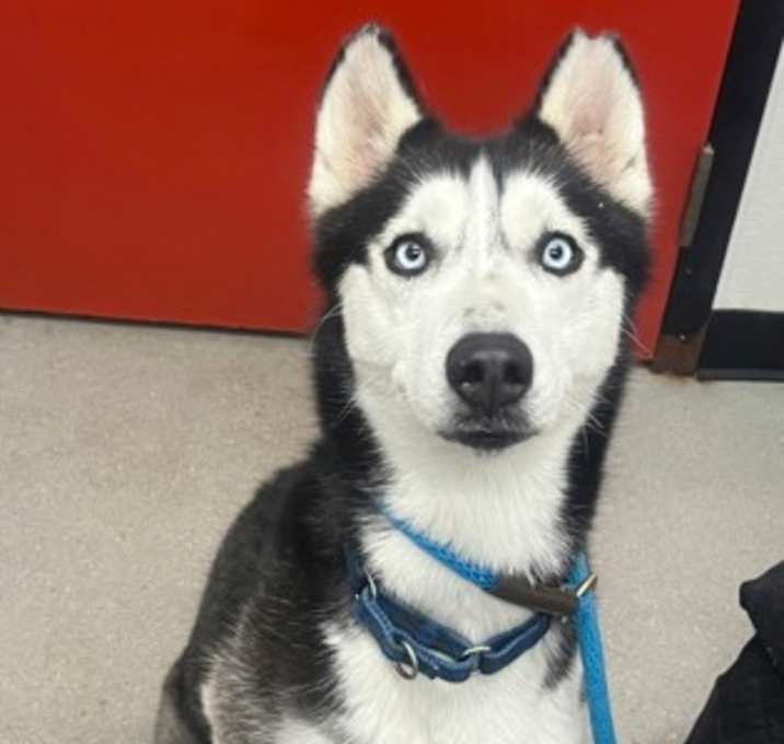 Photo of Dutchess FKA Koko