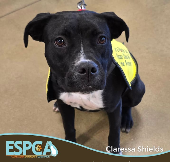 Photo of Claressa Shields