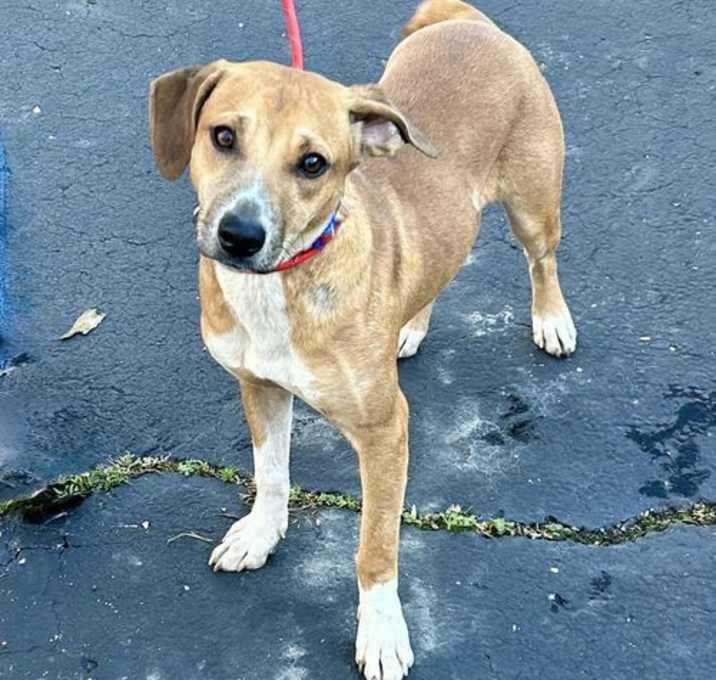 Photo of Tinsel 2025