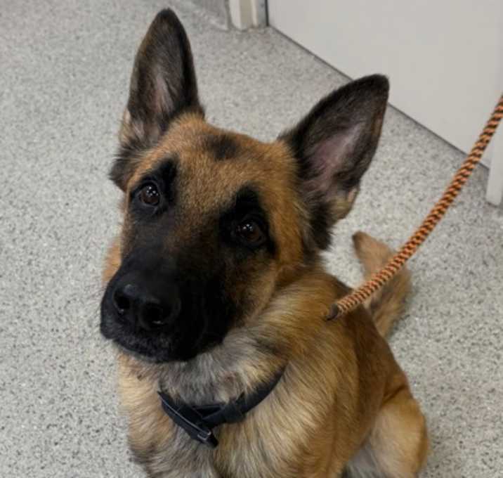 Photo of Linus (bonded to Lucy)