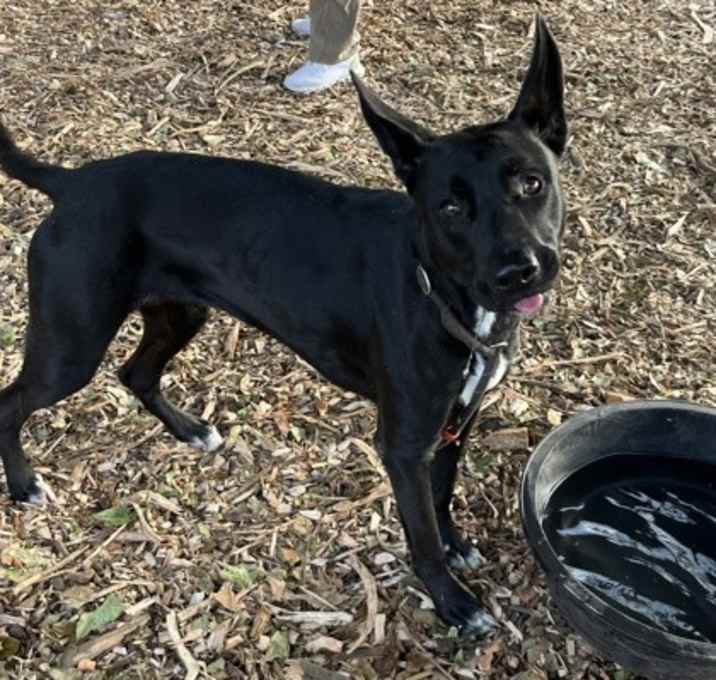 Photo of Baby Carrot