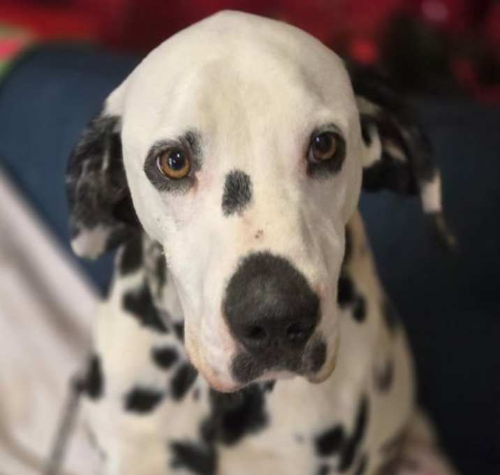 Photo of Pongo