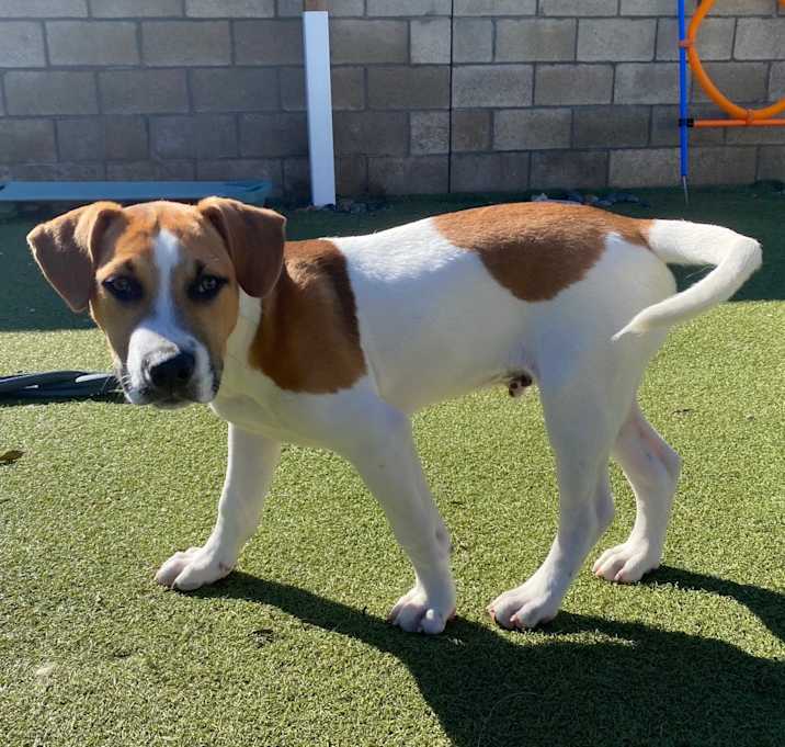 Photo of Knox (Patches)