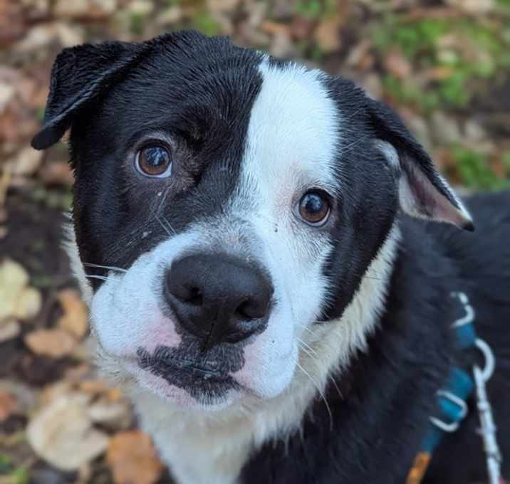 Photo of Drumstick (mcas)