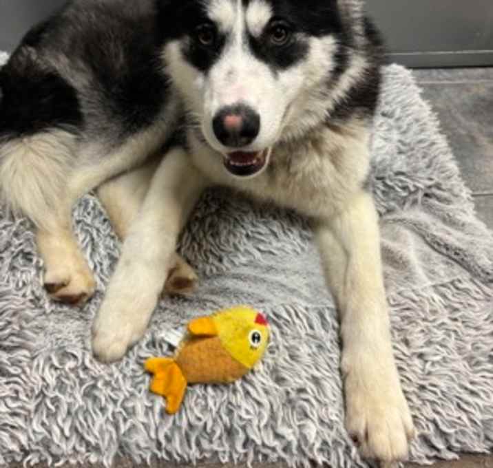 Photo of Applejack *