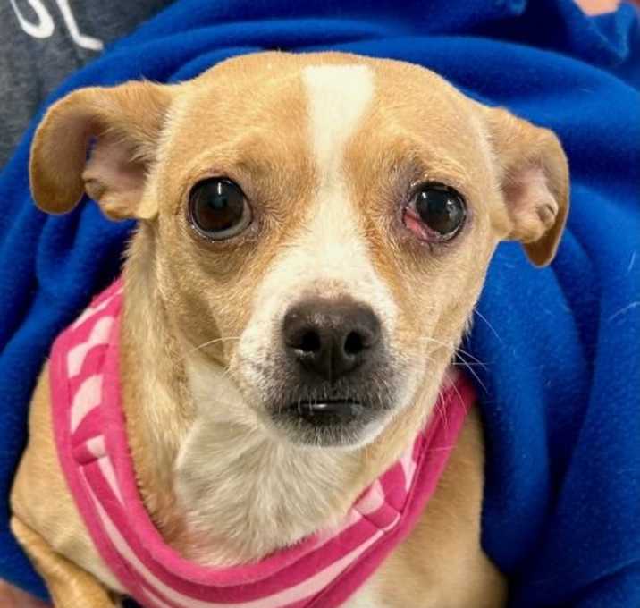 Photo of Tilly 5670D