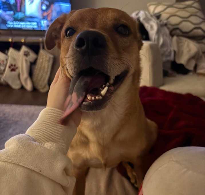 Photo of Sunny Bunny