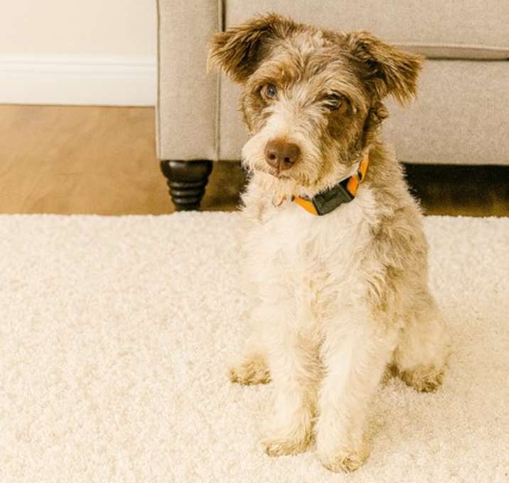 Photo of Stubby the cutie