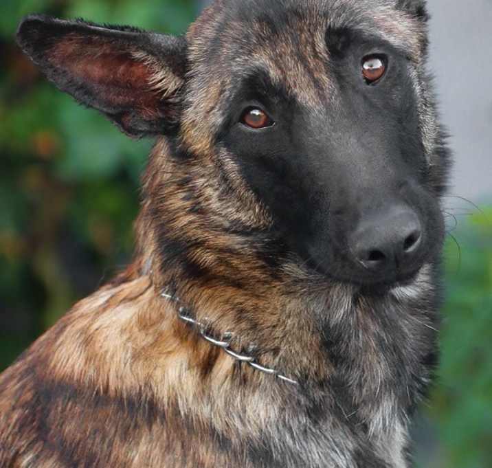 Photo of Finn von Forst